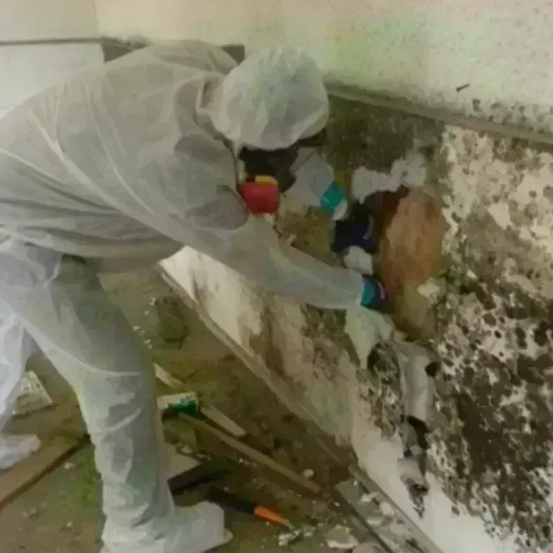 Mold Remediation and Removal in Central, TN